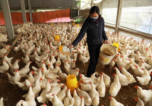 Hội Chăn nuôi Việt Nam: Kiến nghị Thủ tướng Chính phủ sắp xếp lại tổ chức ngành chăn nuôi thú y