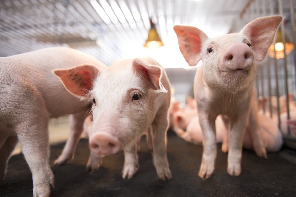 Có nguồn Đồng an toàn nào thúc đẩy tăng trưởng của lợn không?