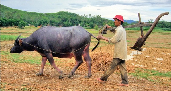 Tình hình chăn nuôi và nghiên cứu về con trâu tại Việt Nam