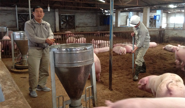 Hà Nội: Tập trung tháo gỡ khó khăn trong chăn nuôi lợn