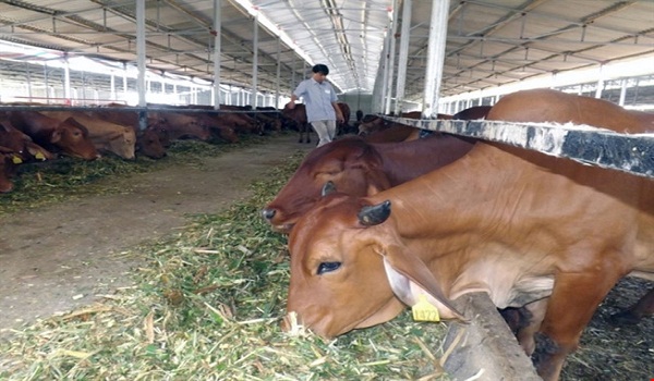 Việt Nam 'bắt tay' nuôi bò Úc quy mô lớn
