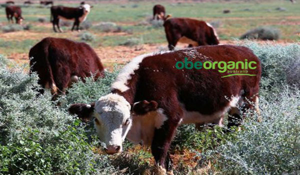 Cách chăn nuôi ‘độc đáo’ của bò hữu cơ tại Úc