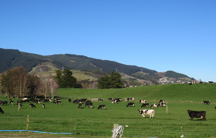 Tổng quan ngành sữa New Zealand