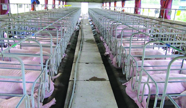 'Năm khốn khó nhất' của doanh nghiệp chăn nuôi lợn
