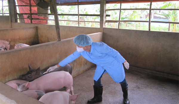 Ngành Thú Y Hà nội thực hiện các giải pháp phòng chống dịch bệnh khi lợn rớt giá